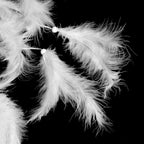 Wedding Decoration Feathers